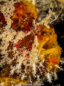 Handsome Fella ... Frogfish - Antennarius sp. Chaloklum, ... by Stefan Follows 